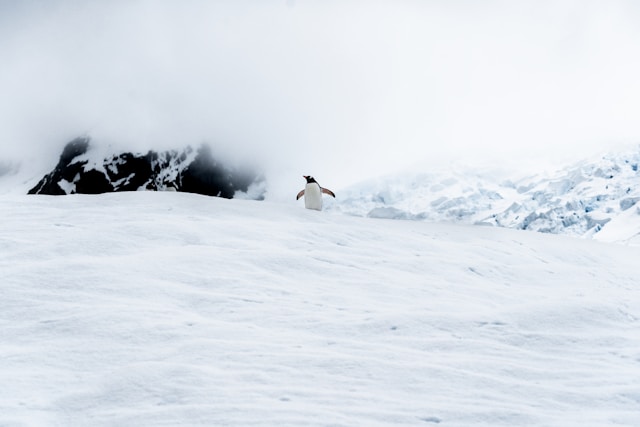 a penguin in the desert in Antartica, the largest desert in the world