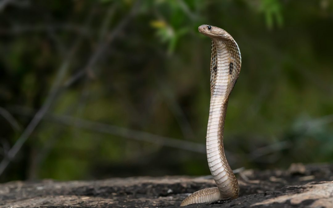 The king Cobra is the World's largest venomous snake