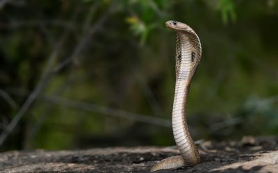 World’s Largest Venomous Snake: King Cobra