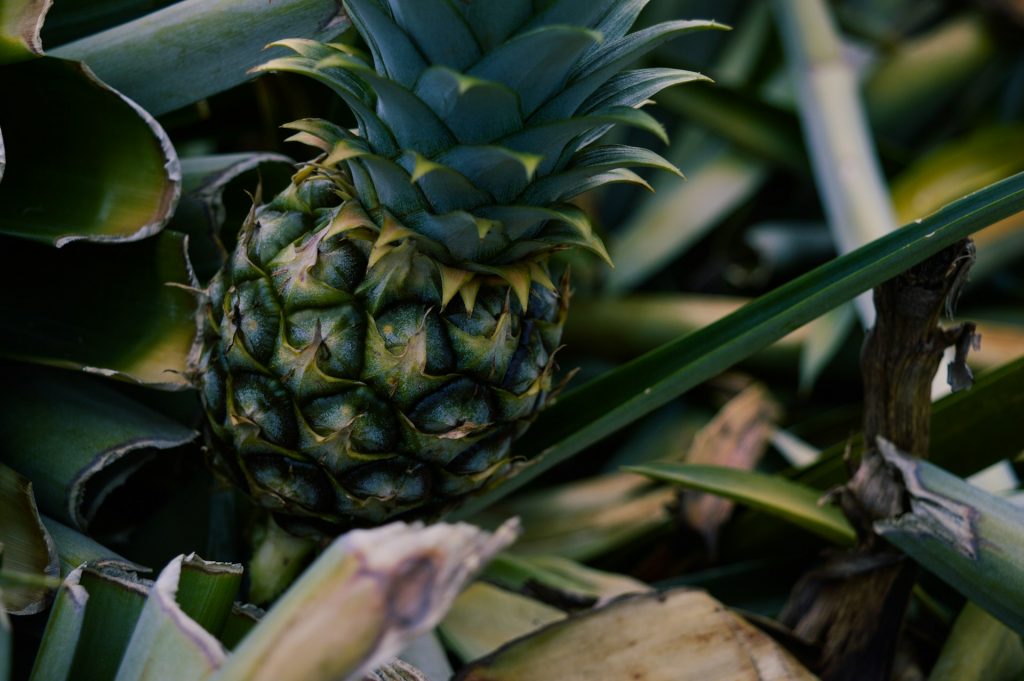 The worlds largest pineapple plantation