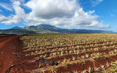 World’s Largest Pineapple Plantation, Sumatra, Indonesia