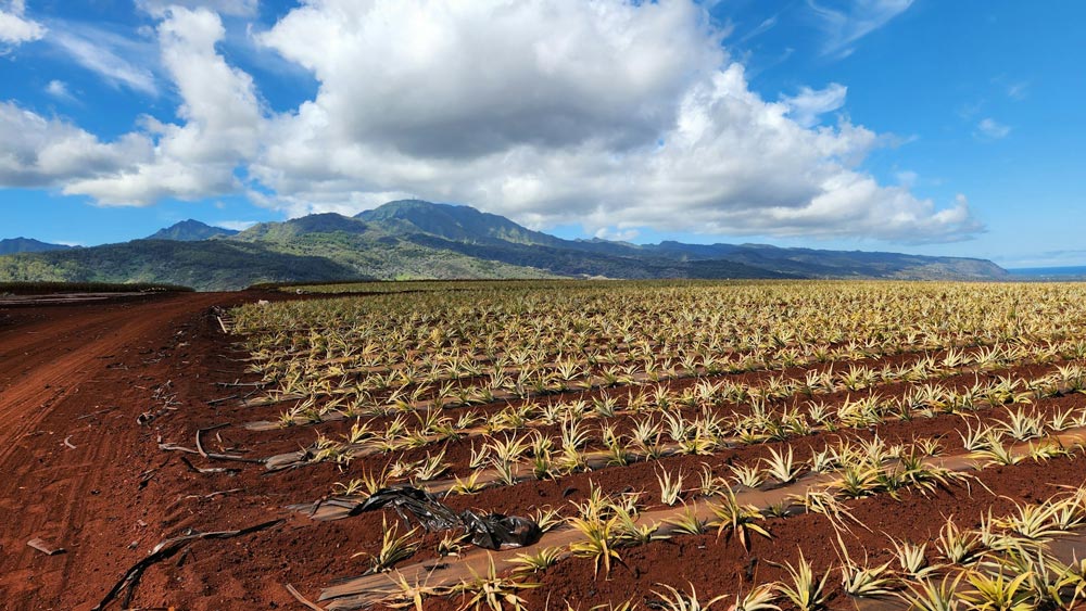 World's largest pineapple farm, Sumatra, Indonesia