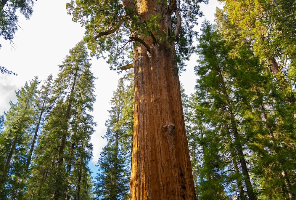 Worlds Largest Tree, Sequoia National Park, California