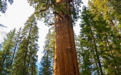 World’s Largest Tree, Sequoia National Park, California, USA