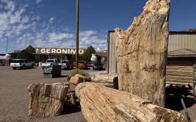 World’s Largest Petrified Tree, Geronimo, Arizona