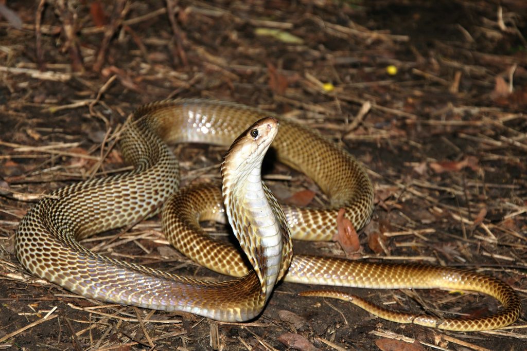 The king cobra is the largest venomous snake in the world